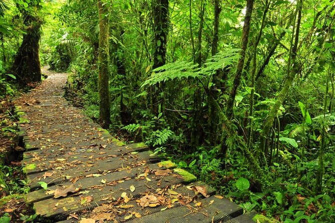 6 in 1 Full Day Pass: Aerial Tram & Zipline-Braulio Carrillo Park - A rainforest day built around speed and silence