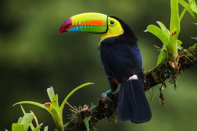 8 days and 7 nights - Costa Rica Pura Vida - The route at a glance: volcano, cloud forest, and coast