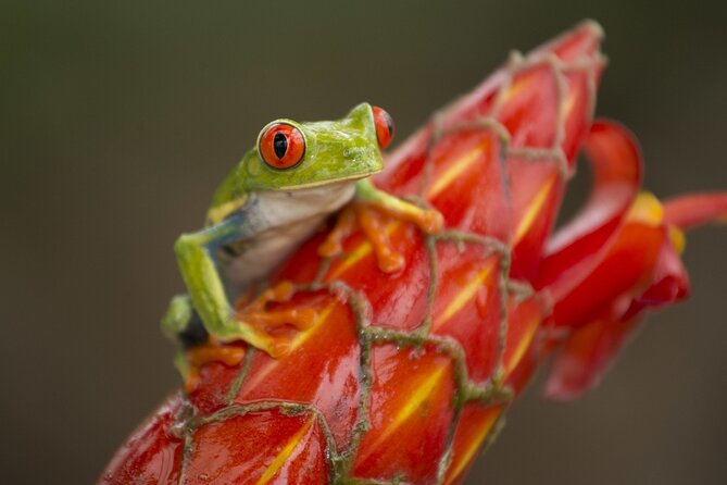 8 days and 7 nights - Costa Rica Pura Vida - Monteverde: cooler air and cloud forest trails