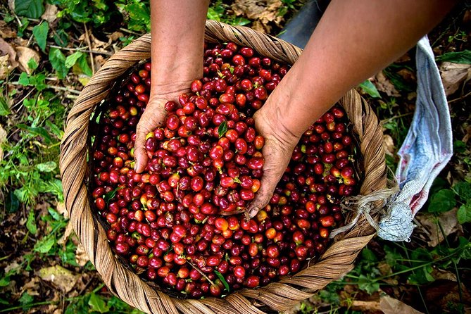 A taste of Aquiares - 2 hours Coffee Tour - A 30-minute walk through the community and coffee agronomy