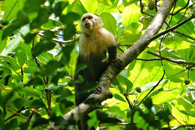 All Inclusive National Park Manuel Antonio with Binoculars - How the 2.5-hour schedule fits your day