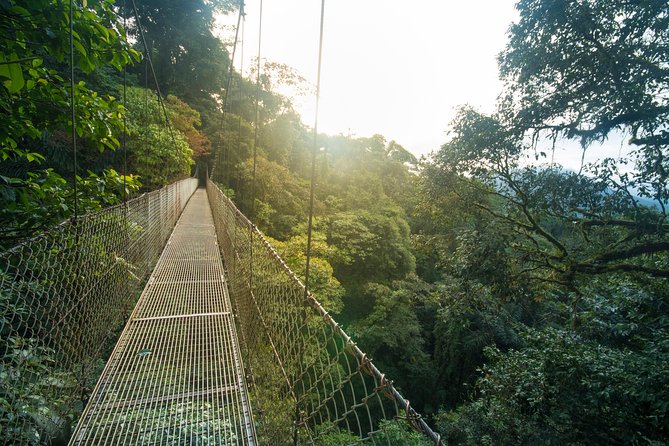 Arenal Hanging Bridges Hiking Tour - What the forest walk feels like