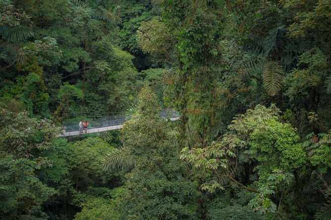 Arenal Hanging Bridges Hiking Tour - Morning timing and animal sightings