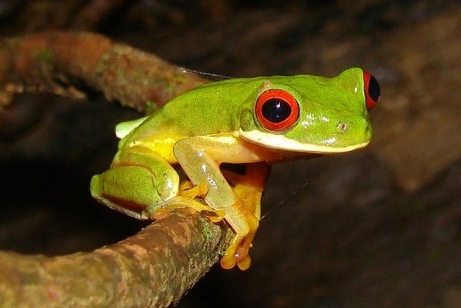 Arenal Oasis Night Walk from Arenal - Key points to know before you book
