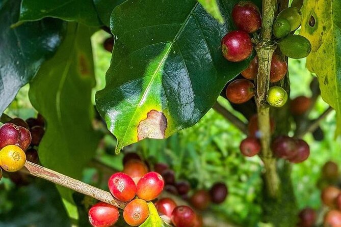 ATV Waterfall & Organic Coffee Farm with Lunch - What the private format changes