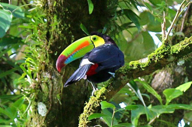 Birdwatching Tour at Mistico Park - Key points to know before you book