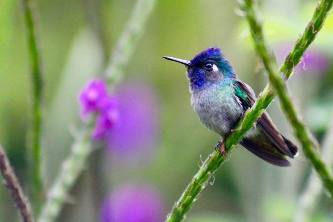 Birdwatching Tour at Mistico Park - What your guide adds to the morning
