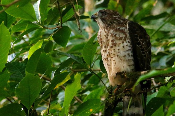 Birdwatching Tour at Mistico Park - Is $66 a fair price?