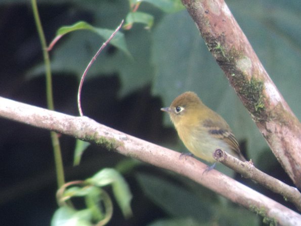 Birdwatching Tour at Mistico Park - Practical details that can save you trouble