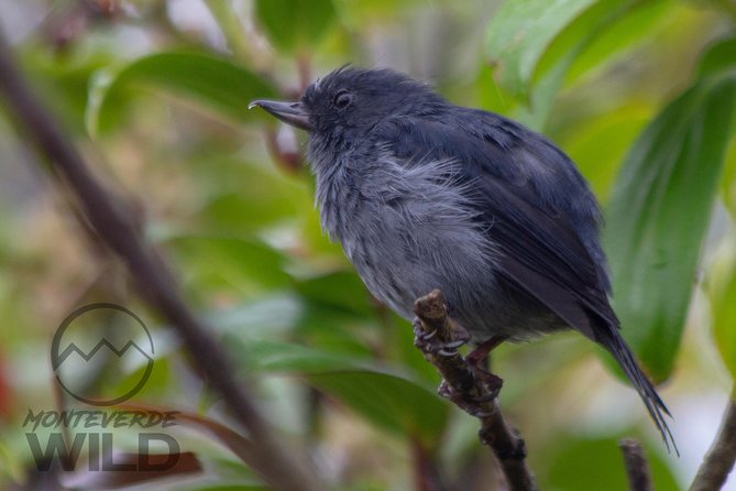 Birdwatching tour at the Cloud Forest -Monteverde Wild- - Why the 6:00 a.m. start matters