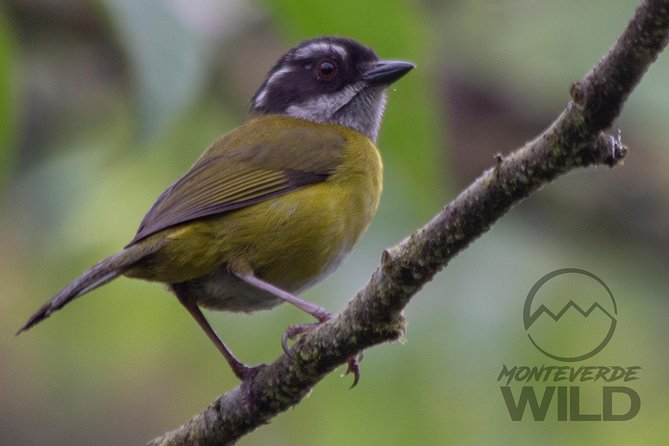 Birdwatching tour at the Cloud Forest -Monteverde Wild- - What the breakfast stop adds