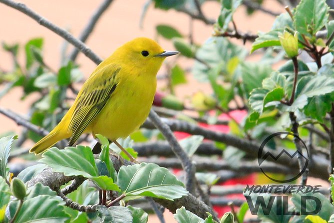Birdwatching tour at the Cloud Forest -Monteverde Wild- - What you pay, and what you actually get