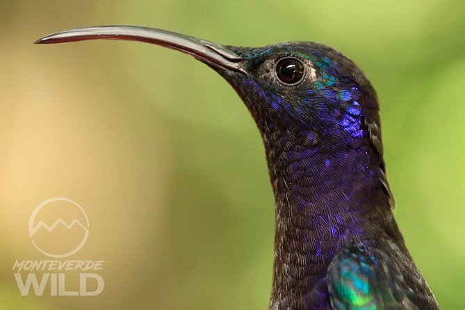 Birdwatching tour at the Cloud Forest -Monteverde Wild- - Starting at Stella’s Monteverde