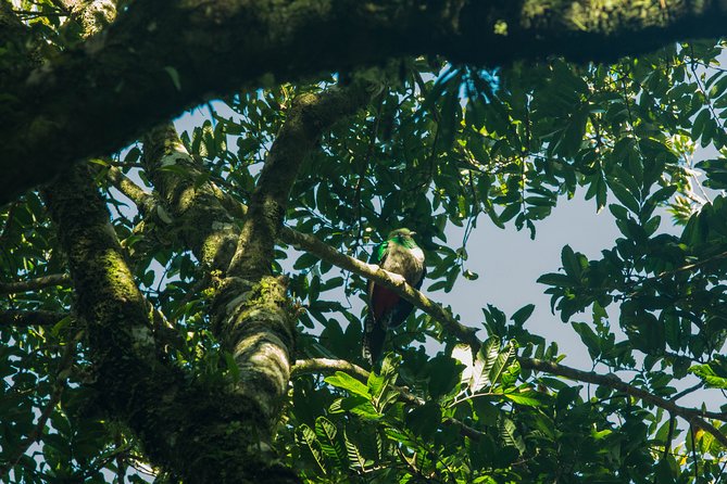 Birdwatching Tour: unlock the wonder, whether beginner or advanced - Choosing among Monteverde, Curi Cancha, and SkyWalk