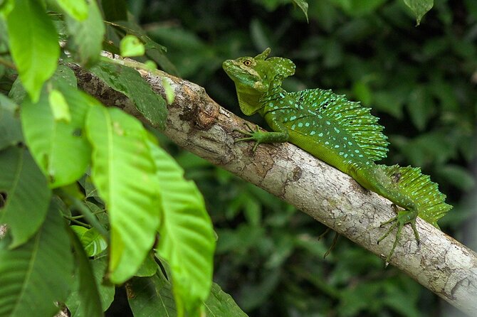Caño Negro by Boat Incl. traditional Costa Rican lunch - Birds, monkeys, and wetland wildlife