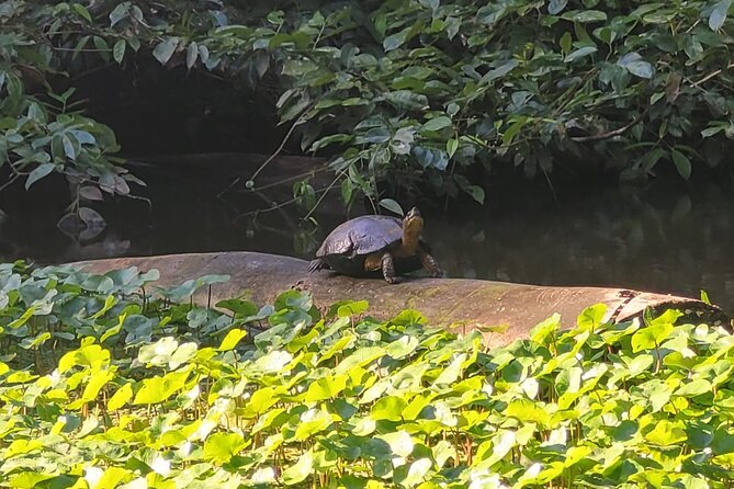 Canoe Boat Tour in Tortuguero Canal - Why canoe travel works so well here