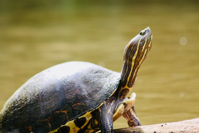 Canoe experience exploring Tortuguero National Park - Key points to know before booking