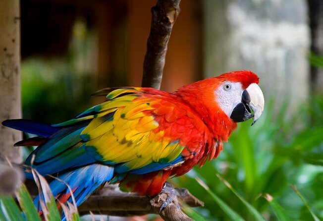 Carara National Park Tour - Key points to know before booking