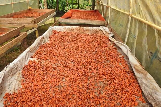 Chocolate and Farm Tour with local Tico family - From a tiny flower to a ripe cacao pod