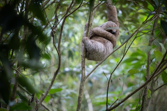 Coffee & Chocolate Tour+Sloths Park & Llanos de Cortez Waterfall - Who should book this tour