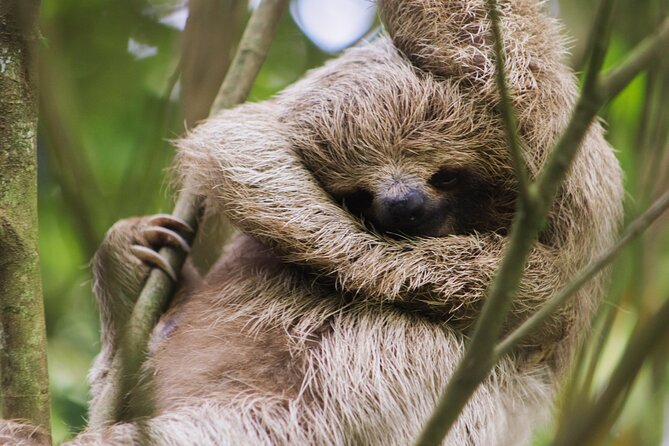 Coffee & Chocolate Tour+Sloths Park & Llanos de Cortez Waterfall - Spring Paradise and the rainforest walk