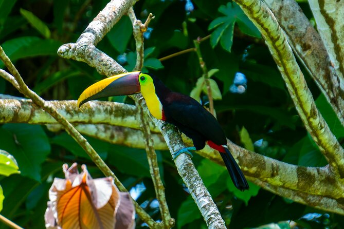 Corcovado and Drake Bay 2-Day Small-Group Safari Guided Tour - The early start from Drake Bay