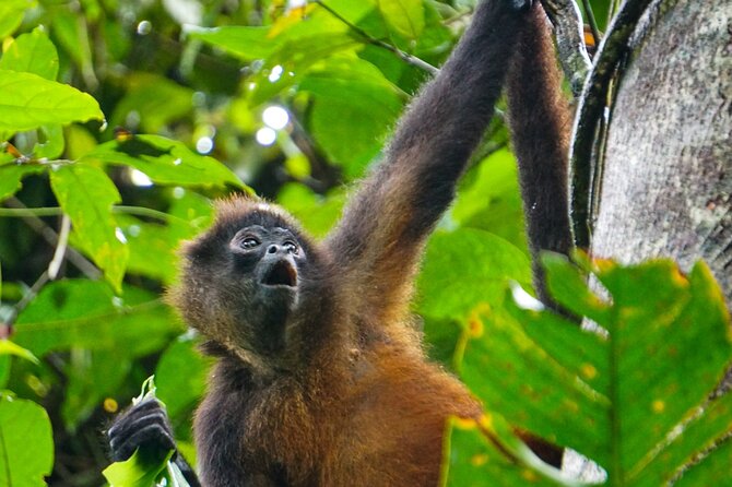 Corcovado and Drake Bay 2-Day Small-Group Safari Guided Tour - Day one: three different views of Corcovado