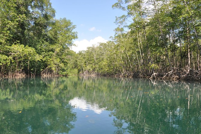Damas Island Mangrove Boat Tour with Wildlife from Manuel Antonio - Key points before you book