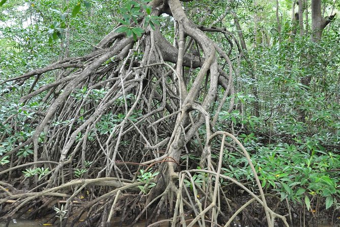 Damas Island Mangrove Boat Tour with Wildlife from Manuel Antonio - Wildlife sightings, from capuchins to bats