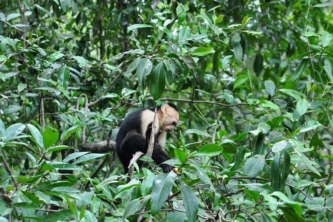 Damas Island Mangrove Boat Tour with Wildlife from Manuel Antonio - Guides who shape the experience