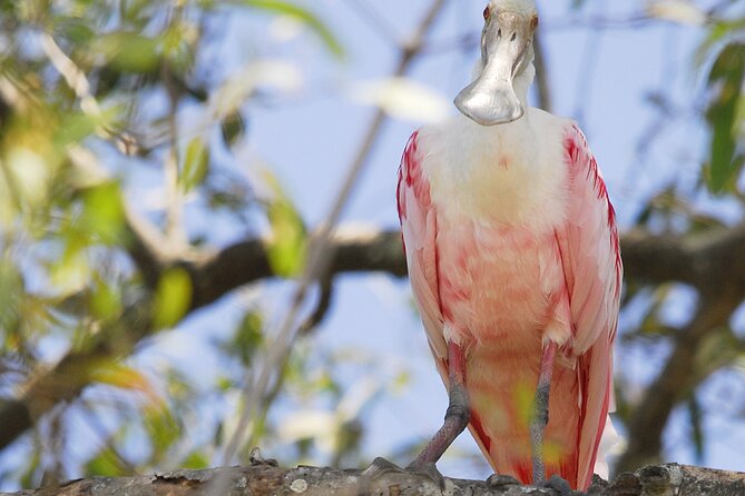 Damas Island Mangrove Boat Tour with Wildlife from Manuel Antonio - A Costa Rican meal after the water