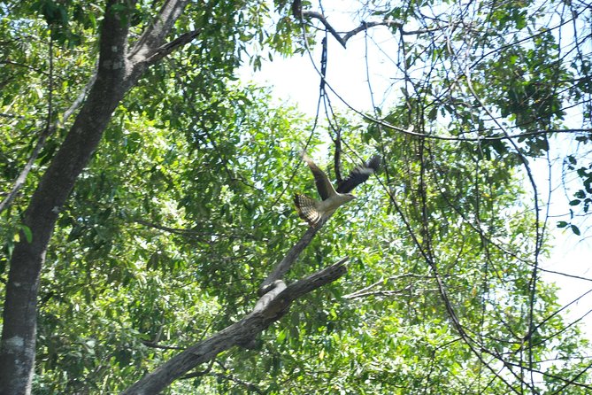 Damas Island Mangrove Boat Tour with Wildlife from Manuel Antonio - Is $95.30 a fair price?