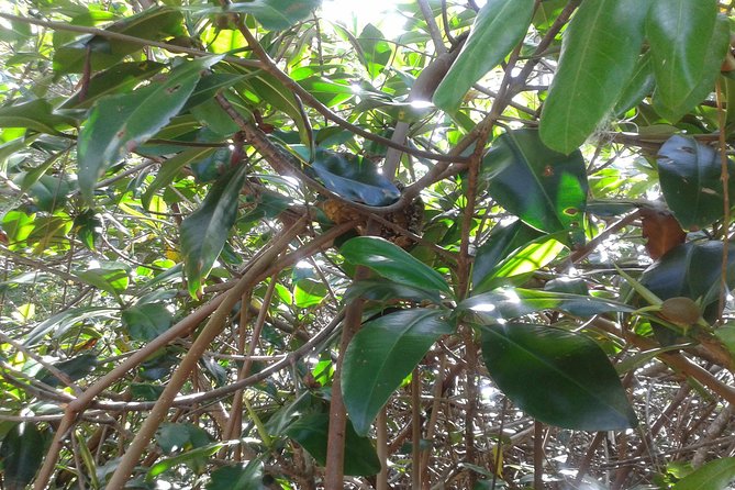 Damas Island Mangrove Boat Tour with Wildlife from Manuel Antonio - Who will enjoy this four-hour outing?