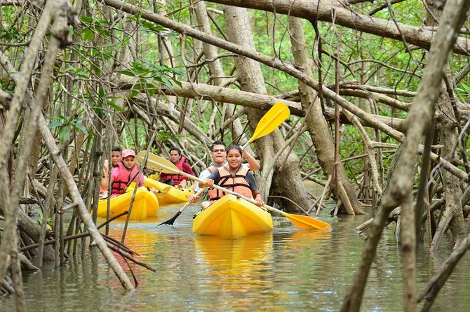 Damas Island Mangrove Kayaking Tour from Manuel Antonio - Why the Mangroves Matter Beyond the Wildlife