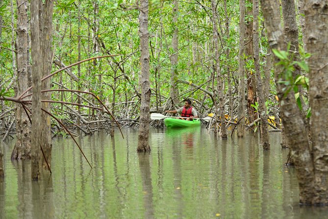 Damas Island Mangrove Kayaking Tour from Manuel Antonio - Who Should Book This Mangrove Tour