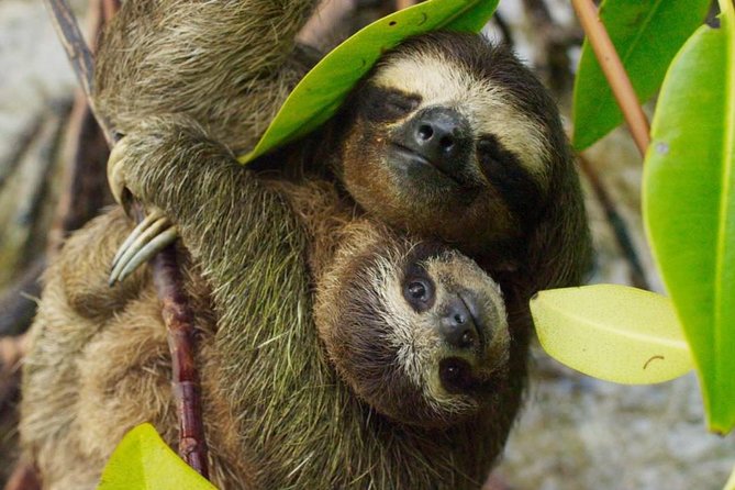 Day Trip from San Jose to Sloths & other wildlife Rescue Center - Key points to know before you book