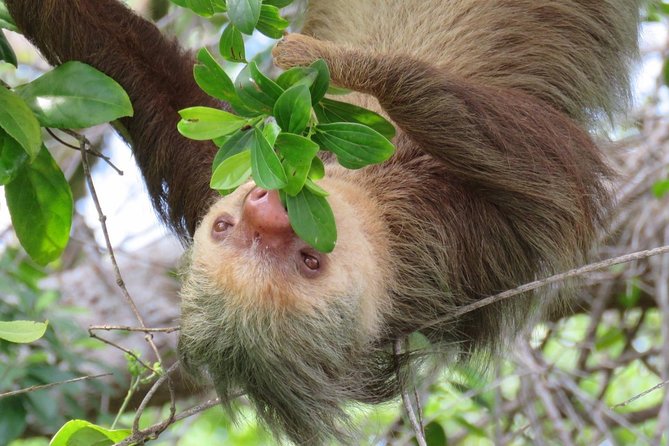 Day Trip from San Jose to Sloths & other wildlife Rescue Center - What the four-hour outing feels like