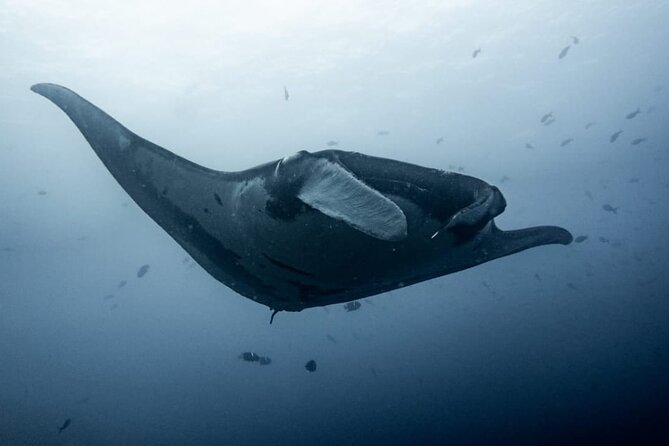 Discover Scuba Diving - Learning the basics without a license