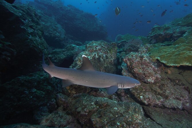 Diving tour in Isla del Caño for certified divers - Equipment, rest time, and comfort