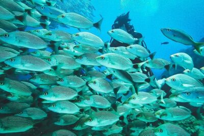 Diving tour in Isla del Caño for certified divers