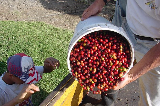 Doka Coffee Tour, Poas Volcano and La Paz Waterfall Day Trip from San Jose - Poás Volcano at 2,708 meters