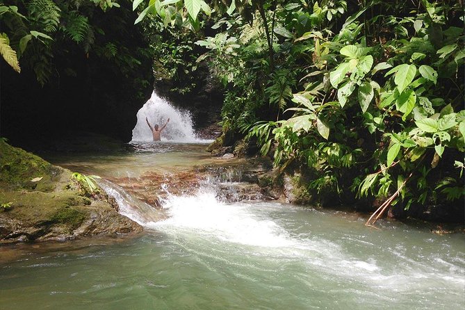 Ebano Waterfalls and Rainforest Safari Tour - What you may see between the streams and bridges