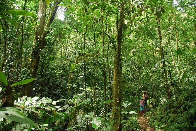 Ebano Waterfalls and Rainforest Safari Tour - Reaching the first waterfall and its deep pool