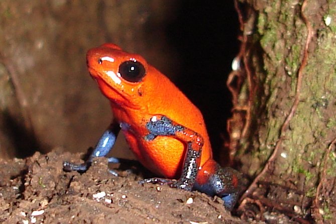 Ecogarden Arenal Night Walk - Sloths, caimans, birds, and reptiles