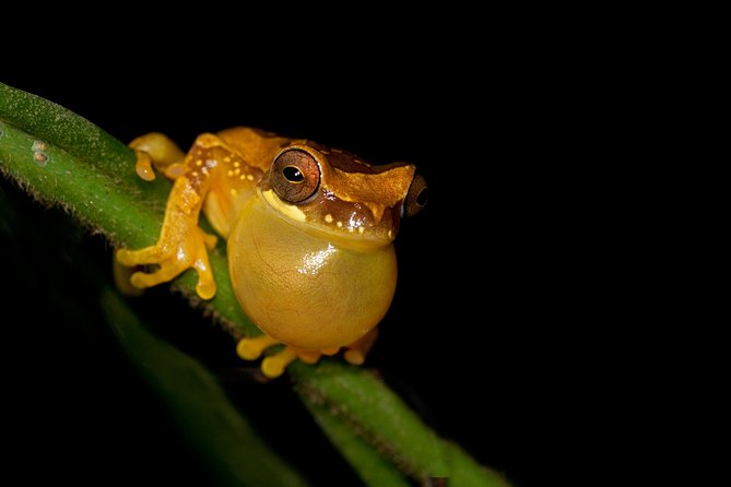 Frog Watching Jungle Night Walk - Why La Fortuna’s frogs come alive after dark