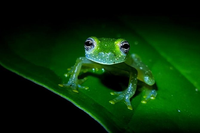 Frog Watching Jungle Night Walk - The frog ponds give the walk its purpose