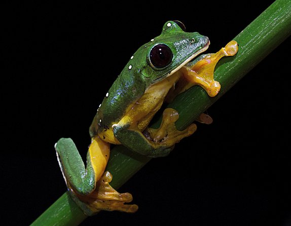 Frog Watching Jungle Night Walk - Who will enjoy this night walk most?