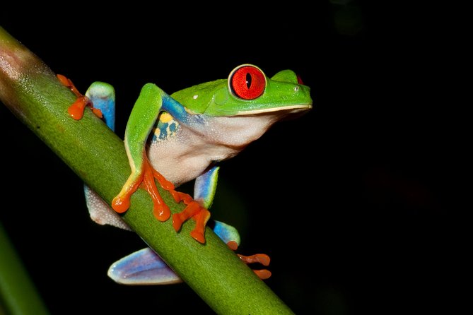 Frog Watching Jungle Night Walk - Flat rainforest trails after the ponds