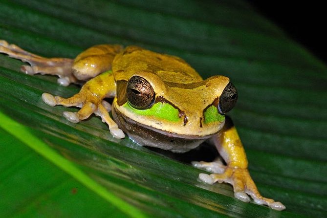 Frog Watching Night Walk - What the Arenal Oasis night walk is really about