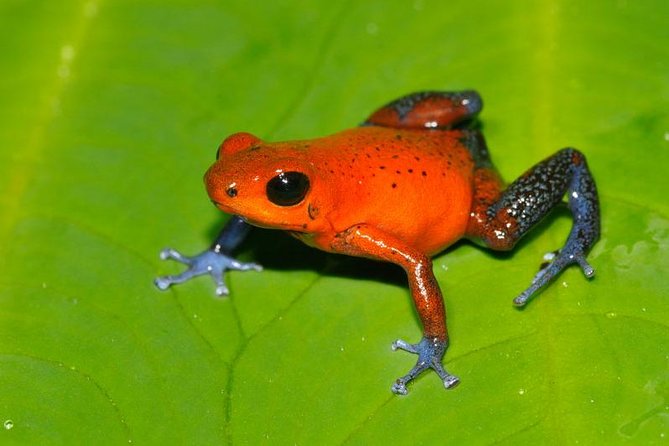 Frog Watching Night Walk - Frog ponds, where the search begins